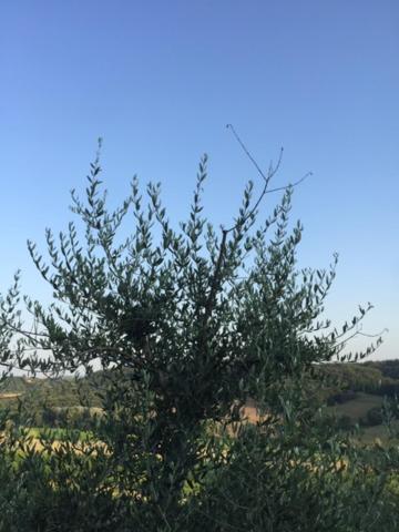 Casa Natura San Gimignano Kültér fotó